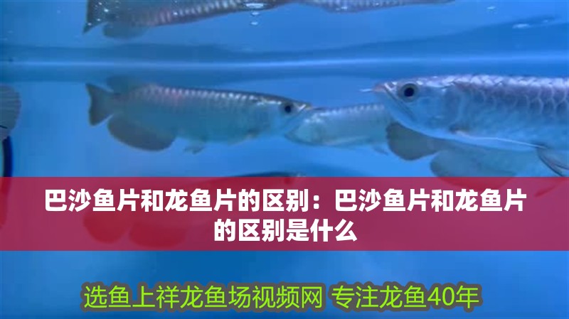 巴沙魚片和龍魚片的區別：巴沙魚片和龍魚片的區別是什么 巴沙魚片和龍魚片的區別：巴沙魚片和龍魚片的區別是什么 水族問答