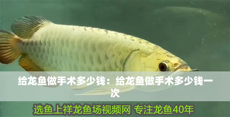 給龍魚做手術多少錢：給龍魚做手術多少錢一次