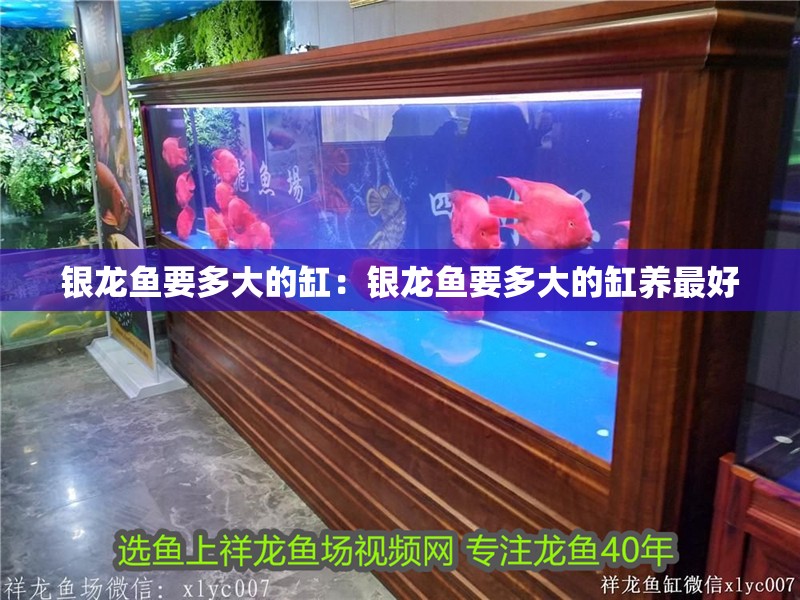 銀龍魚要多大的缸：銀龍魚要多大的缸養最好