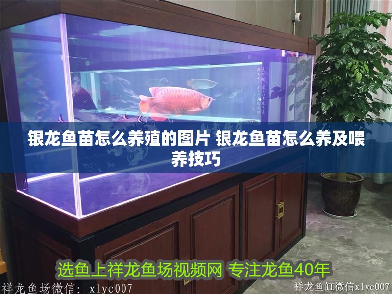 銀龍魚苗怎么養殖的圖片 銀龍魚苗怎么養及喂養技巧