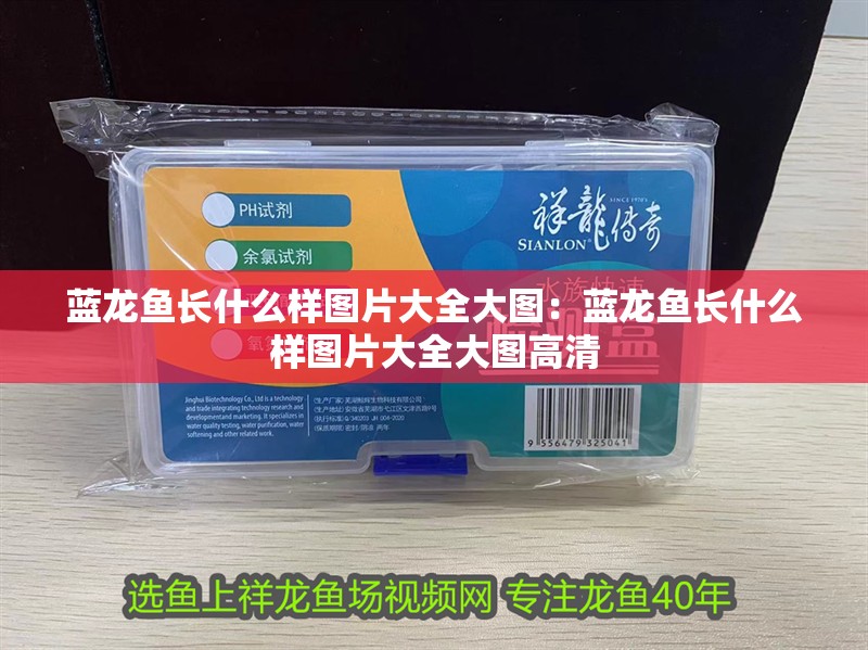 藍龍魚長什么樣圖片大全大圖：藍龍魚長什么樣圖片大全大圖高清 藍龍魚長什么樣圖片大全大圖：藍龍魚長什么樣圖片大全大圖高清 水族問答