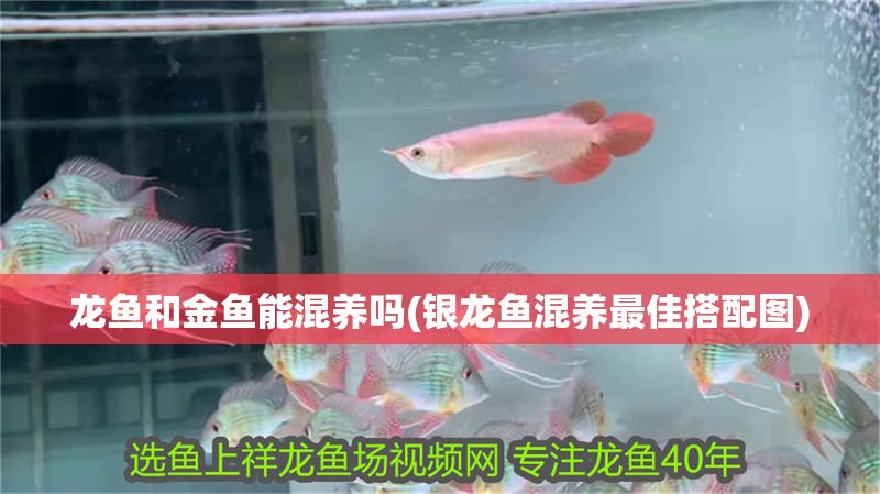 龍魚和金魚能混養嗎(銀龍魚混養最佳搭配圖)