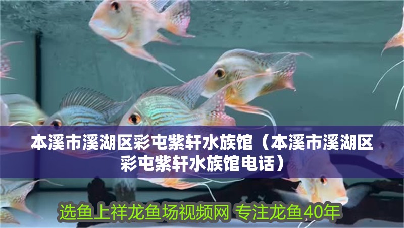 本溪市溪湖區彩屯紫軒水族館（本溪市溪湖區彩屯紫軒水族館電話）