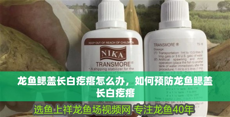 龍魚鰓蓋長白疙瘩怎么辦，如何預防龍魚鰓蓋長白疙瘩