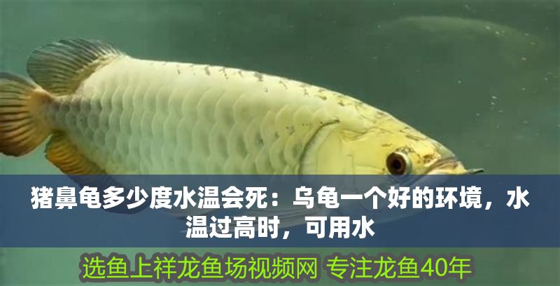 豬鼻龜多少度水溫會死：烏龜一個好的環境，水溫過高時，可用水