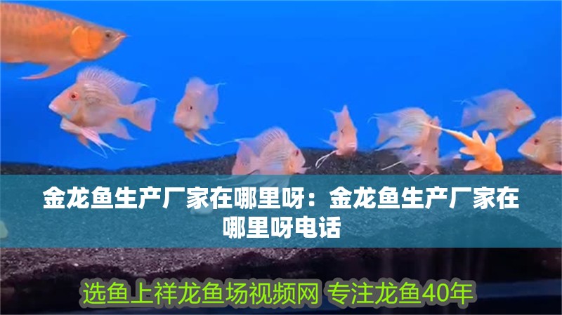 金龍魚生產(chǎn)廠家在哪里呀：金龍魚生產(chǎn)廠家在哪里呀電話