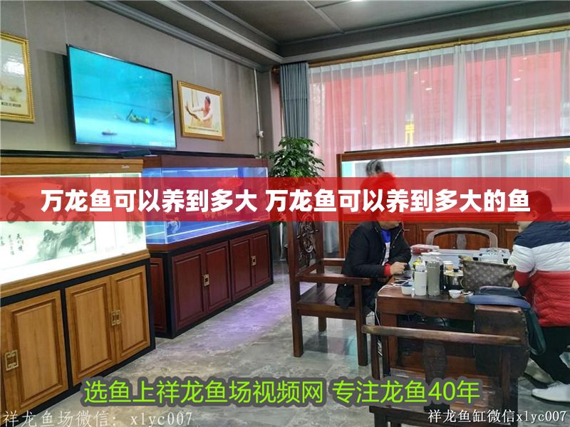 萬龍魚可以養到多大 萬龍魚可以養到多大的魚