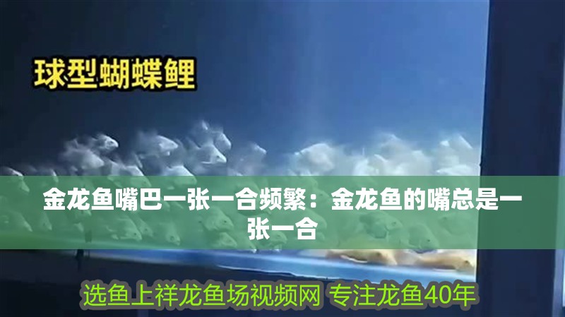 金龍魚嘴巴一張一合頻繁：金龍魚的嘴總是一張一合