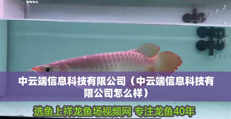 中云端信息科技有限公司（中云端信息科技有限公司怎么樣）