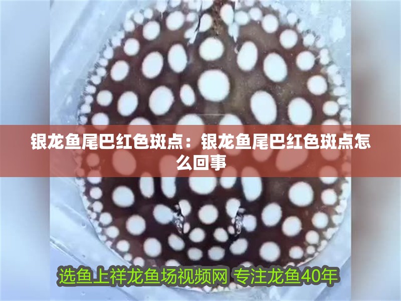 銀龍魚尾巴紅色斑點：銀龍魚尾巴紅色斑點怎么回事