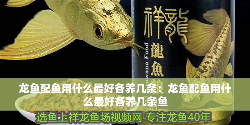 龍魚配魚用什么最好各養幾條：龍魚配魚用什么最好各養幾條魚