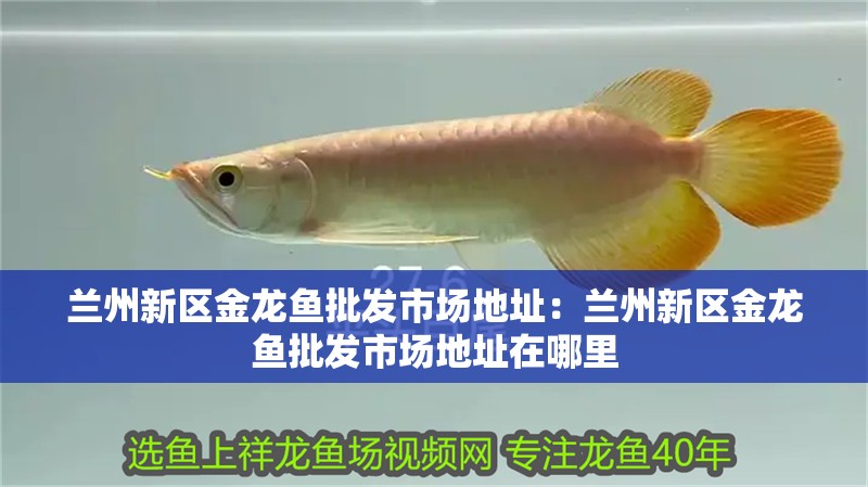 蘭州新區(qū)金龍魚批發(fā)市場(chǎng)地址：蘭州新區(qū)金龍魚批發(fā)市場(chǎng)地址在哪里