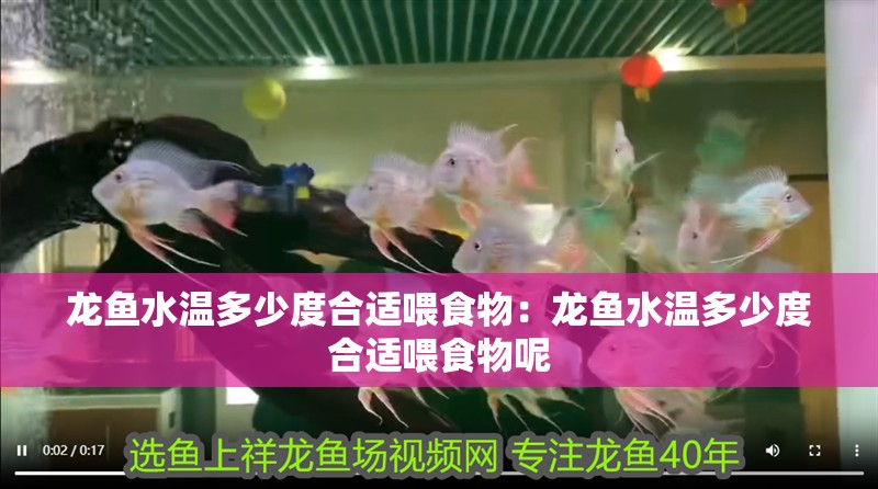 龍魚水溫多少度合適喂食物：龍魚水溫多少度合適喂食物呢