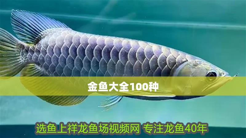 金魚大全100種