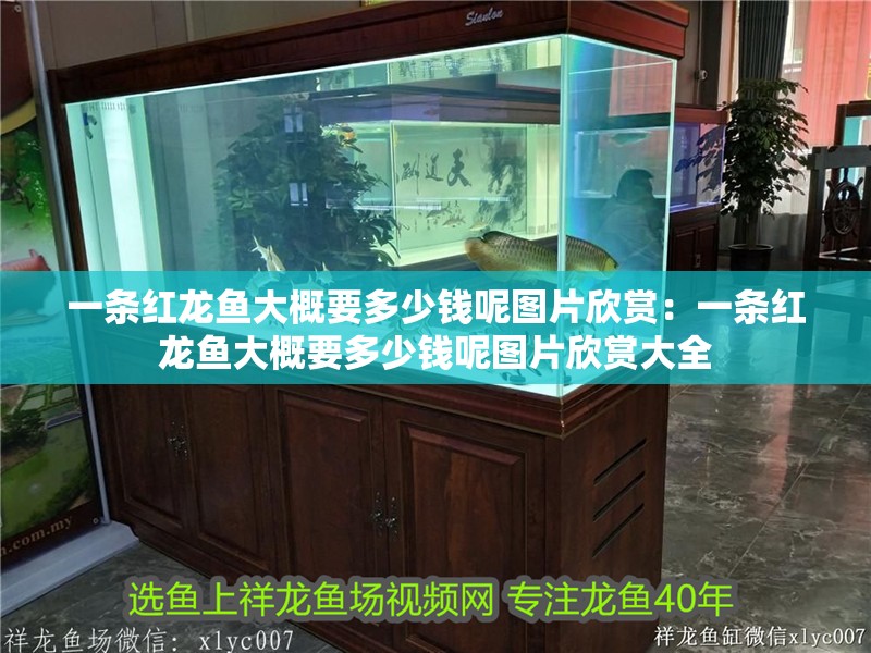 一條紅龍魚(yú)大概要多少錢呢圖片欣賞：一條紅龍魚(yú)大概要多少錢呢圖片欣賞大全