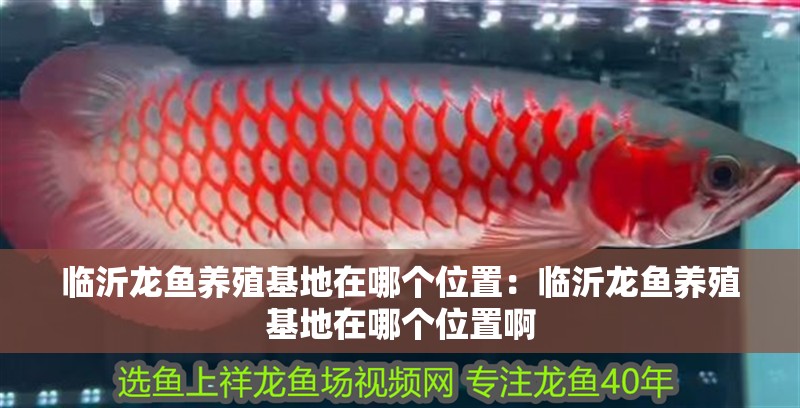 臨沂龍魚養(yǎng)殖基地在哪個位置：臨沂龍魚養(yǎng)殖基地在哪個位置啊