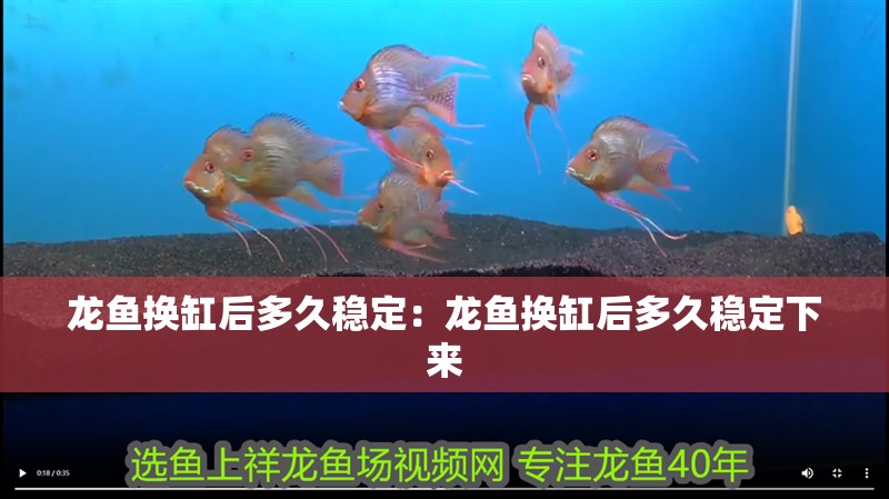 龍魚換缸后多久穩定：龍魚換缸后多久穩定下來