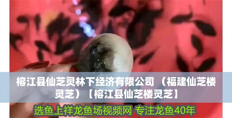 榕江縣仙芝靈林下經濟有限公司 （福建仙芝樓靈芝）【榕江縣仙芝樓靈芝】