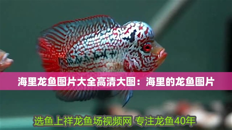 海里龍魚圖片大全高清大圖：海里的龍魚圖片