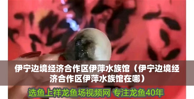 伊寧邊境經濟合作區伊萍水族館（伊寧邊境經濟合作區伊萍水族館在哪）