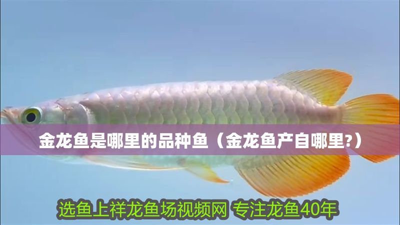 金龍魚是哪里的品種魚（金龍魚產(chǎn)自哪里?）