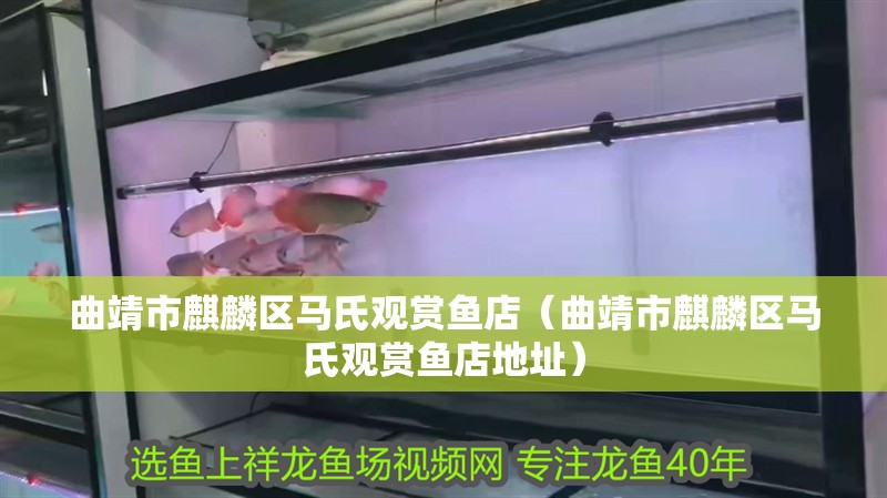曲靖市麒麟區馬氏觀賞魚店（曲靖市麒麟區馬氏觀賞魚店地址） 曲靖市麒麟區馬氏觀賞魚店（曲靖市麒麟區馬氏觀賞魚店地址） 全國水族館企業名錄 第1張