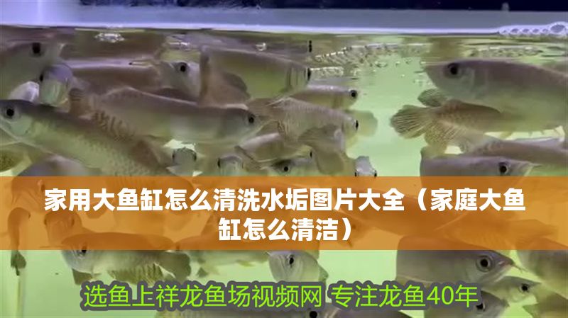 家用大魚缸怎么清洗水垢圖片大全（家庭大魚缸怎么清潔） 家用大魚缸怎么清洗水垢圖片大全（家庭大魚缸怎么清潔） 虎魚百科 第1張