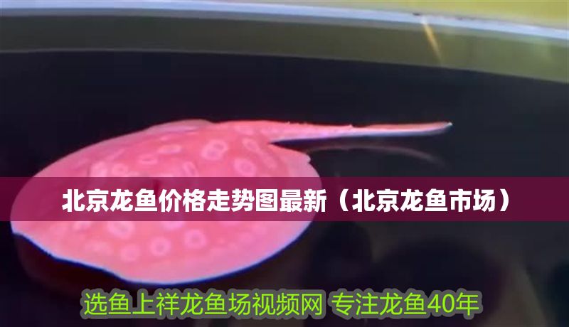 北京龍魚價格走勢圖最新（北京龍魚市場） 北京龍魚價格走勢圖最新（北京龍魚市場） 龍魚百科 第1張