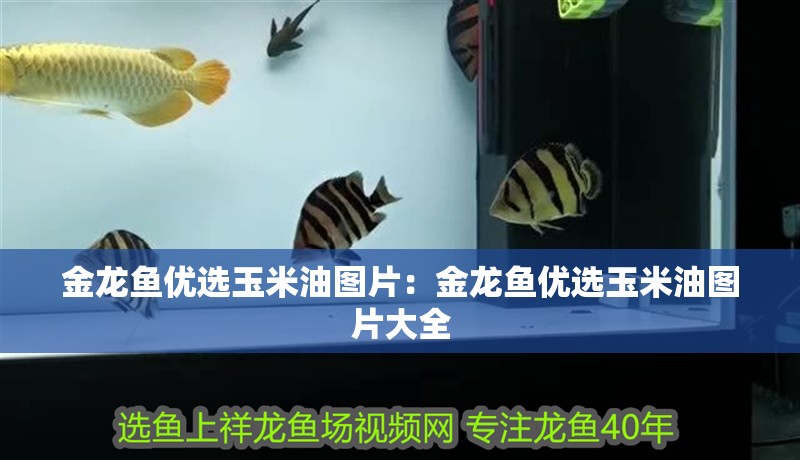 金龍魚優(yōu)選玉米油圖片：金龍魚優(yōu)選玉米油圖片大全