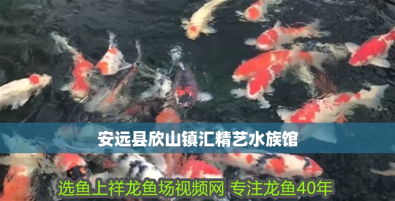 安遠縣欣山鎮匯精藝水族館 安遠縣欣山鎮匯精藝水族館 全國水族館企業名錄 第1張
