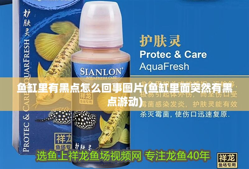 魚缸里有黑點(diǎn)怎么回事圖片(魚缸里面突然有黑點(diǎn)游動(dòng))