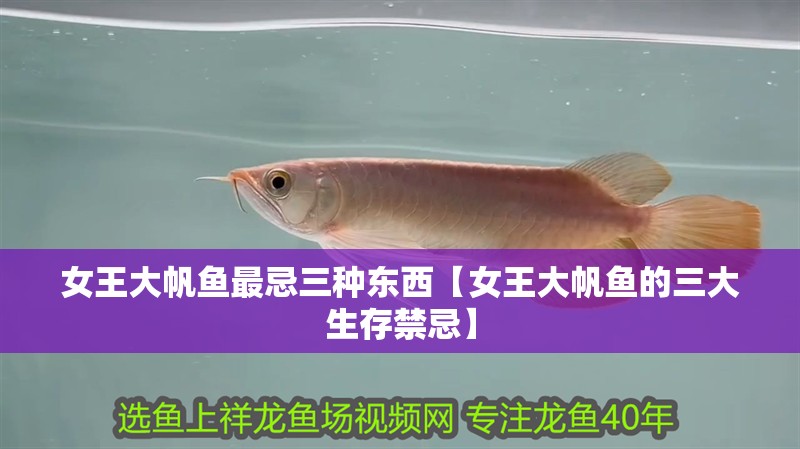鸚鵡魚和銀龍魚混養怎樣喂食 女王大帆魚最忌三種東西【女王大帆魚的三大生存禁忌】 龍魚論壇 女王大帆魚最忌三種東西【女王大帆魚的三大生存禁忌】 女王大帆魚最忌三種東西【女王大帆魚的三大生存禁忌】 龍魚論壇