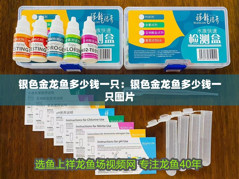 銀色金龍魚多少錢一只：銀色金龍魚多少錢一只圖片