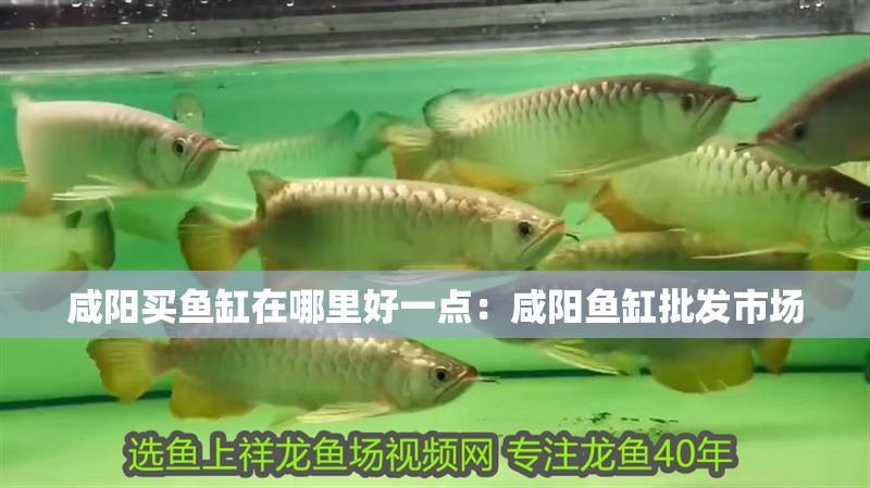 咸陽買魚缸在哪里好一點：咸陽魚缸批發市場