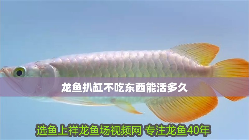 龍魚扒缸不吃東西能活多久 龍魚百科 第2張 龍魚扒缸不吃東西能活多久 龍魚扒缸不吃東西能活多久 龍魚百科 第2張