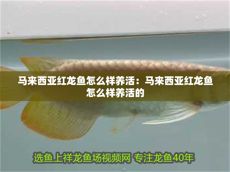 馬來西亞紅龍魚怎么樣養活：馬來西亞紅龍魚怎么樣養活的