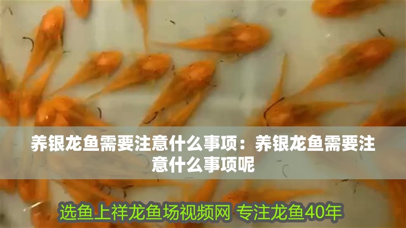 養銀龍魚需要注意什么事項:養銀龍魚需要注意什么事項呢 水族問答 養銀龍魚需要注意什么事項:養銀龍魚需要注意什么事項呢 養銀龍魚需要注意什么事項:養銀龍魚需要注意什么事項呢 水族問答