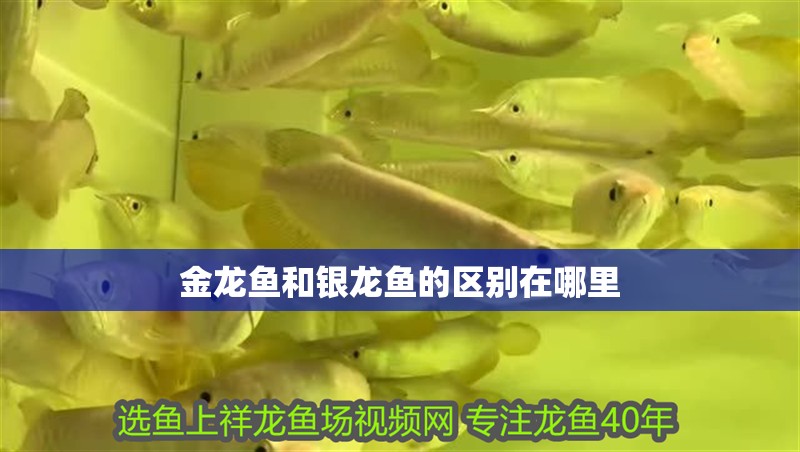 金龍魚和銀龍魚的區別在哪里 金龍魚和銀龍魚的區別在哪里 龍魚百科 第2張