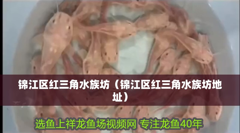 錦江區紅三角水族坊（錦江區紅三角水族坊地址） 錦江區紅三角水族坊（錦江區紅三角水族坊地址） 全國水族館企業名錄 第1張