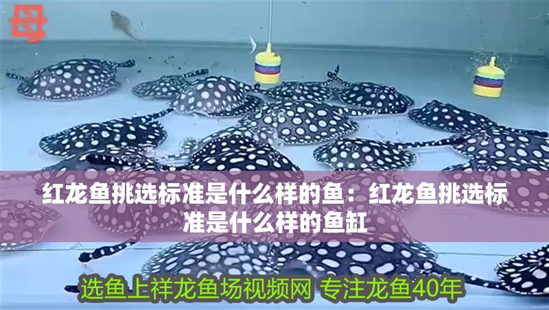 紅龍魚挑選標準是什么樣的魚：紅龍魚挑選標準是什么樣的魚缸
