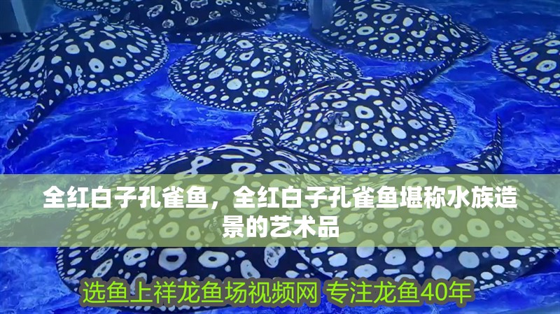 全紅白子孔雀魚，全紅白子孔雀魚堪稱水族造景的藝術(shù)品 全紅白子孔雀魚，全紅白子孔雀魚堪稱水族造景的藝術(shù)品 龍魚論壇