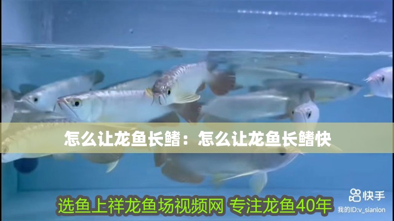 怎么讓龍魚長鰭：怎么讓龍魚長鰭快 怎么讓龍魚長鰭：怎么讓龍魚長鰭快 水族問答