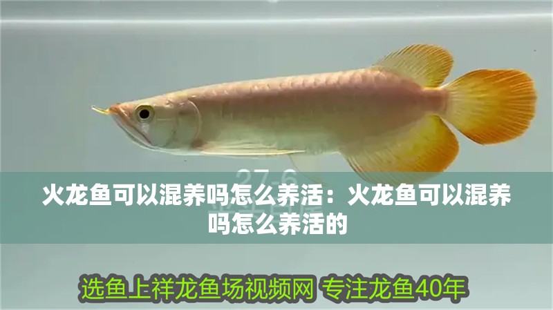 火龍魚可以混養嗎怎么養活：火龍魚可以混養嗎怎么養活的