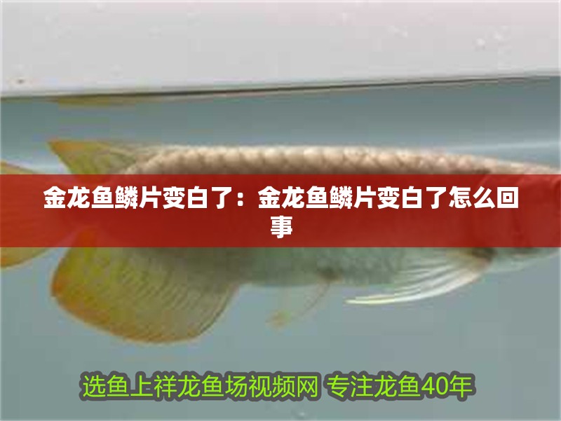 金龍魚鱗片變白了：金龍魚鱗片變白了怎么回事