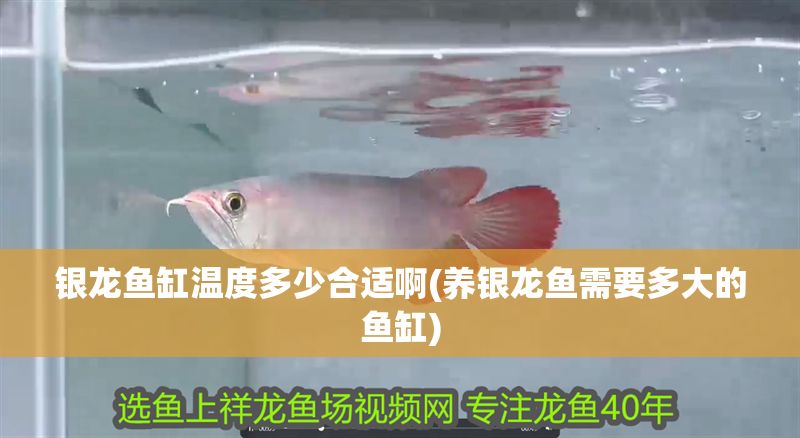 銀龍魚缸溫度多少合適啊(養銀龍魚需要多大的魚缸)