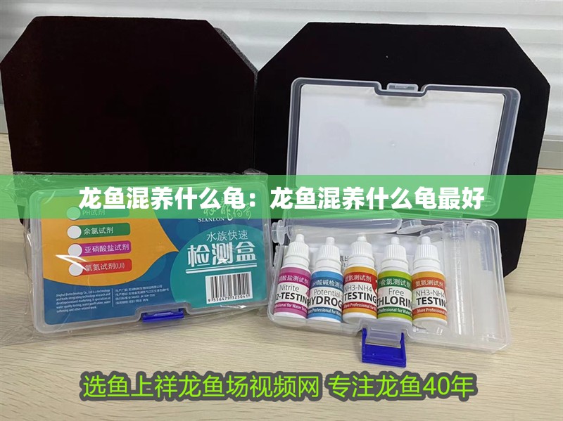 龍魚(yú)混養(yǎng)什么龜：龍魚(yú)混養(yǎng)什么龜最好