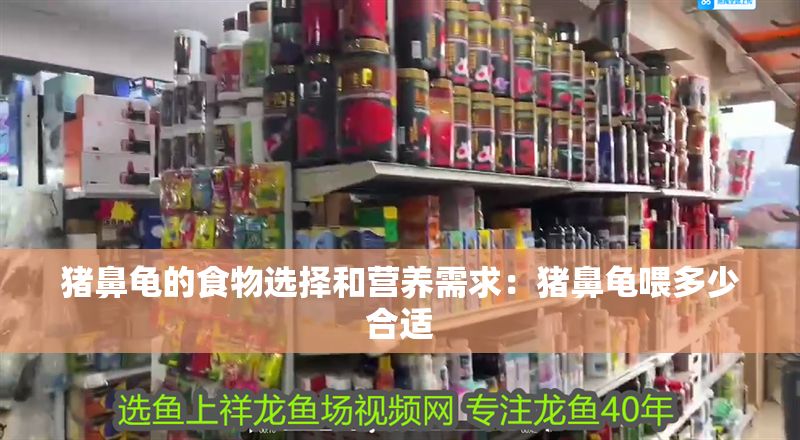 豬鼻龜的食物選擇和營養需求：豬鼻龜喂多少合適 豬鼻龜的食物選擇和營養需求：豬鼻龜喂多少合適 豬鼻龜百科 第1張