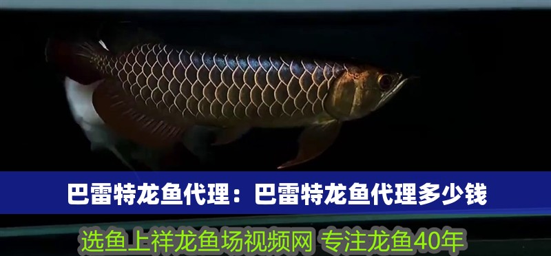 巴雷特龍魚代理：巴雷特龍魚代理多少錢