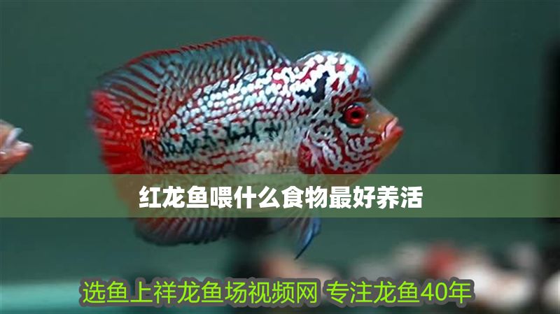 紅龍魚喂什么食物最好養(yǎng)活 紅龍魚喂什么食物最好養(yǎng)活 龍魚百科 第1張