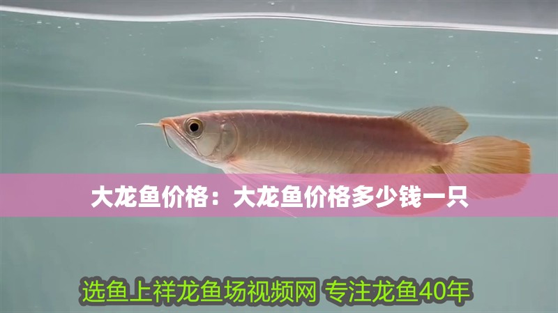 大龍魚價格：大龍魚價格多少錢一只 大龍魚價格：大龍魚價格多少錢一只 水族問答